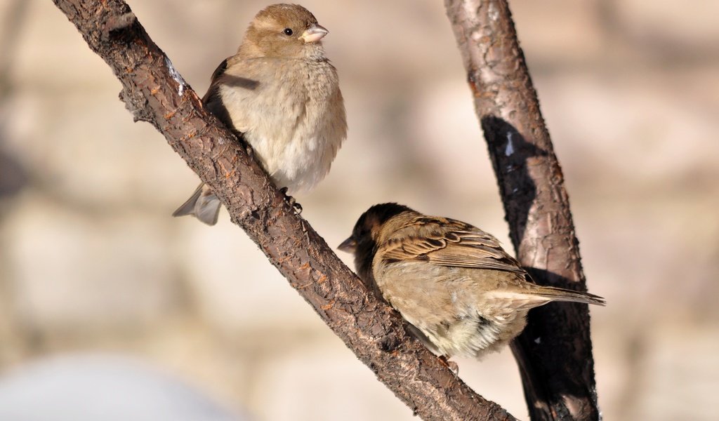 Обои солнце, птицы, весна, воробей, воробьи, the sun, birds, spring, sparrow, sparrows разрешение 3694x2848 Загрузить