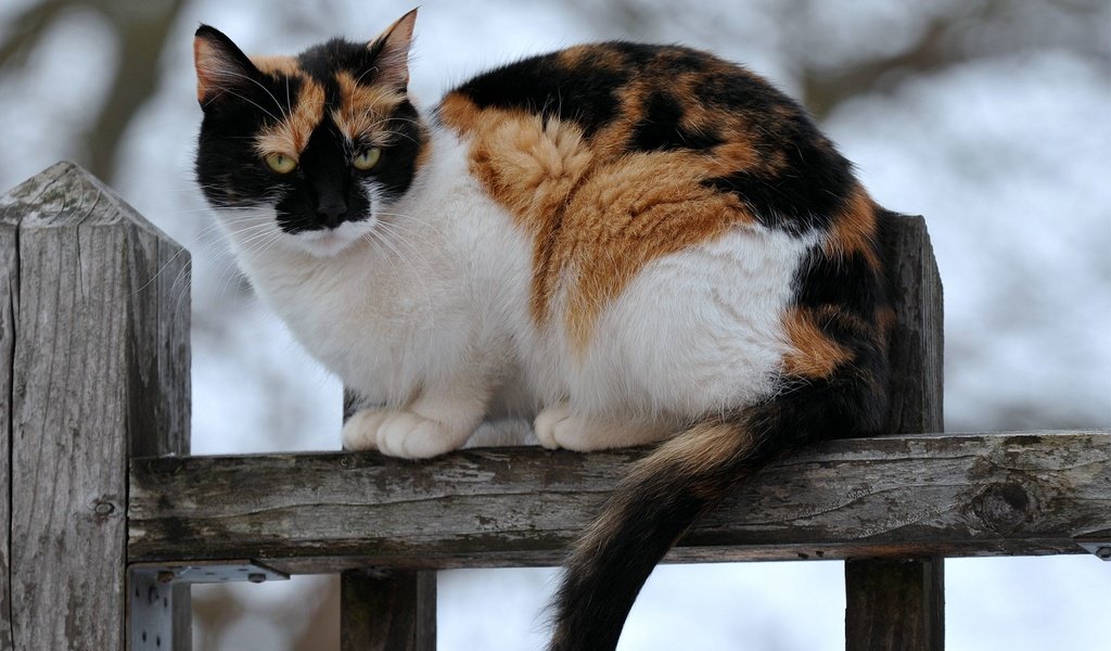 Обои кот, кошка, забор, сидит, пятнистый, трехцветный, cat, the fence, sitting, spotted, tri-color разрешение 1920x1200 Загрузить