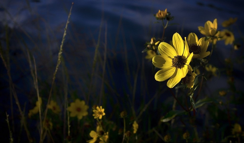 Обои цветы, лепестки, желтые, полевые цветы, flowers, petals, yellow, wildflowers разрешение 1920x1080 Загрузить