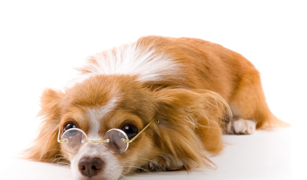 Обои очки, собака, щенок, белый фон, папильон, glasses, dog, puppy, white background, papillon разрешение 2560x1600 Загрузить