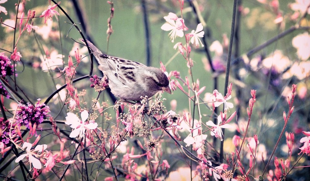 Обои цветы, ветки, птица, воробей, flowers, branches, bird, sparrow разрешение 1920x1067 Загрузить