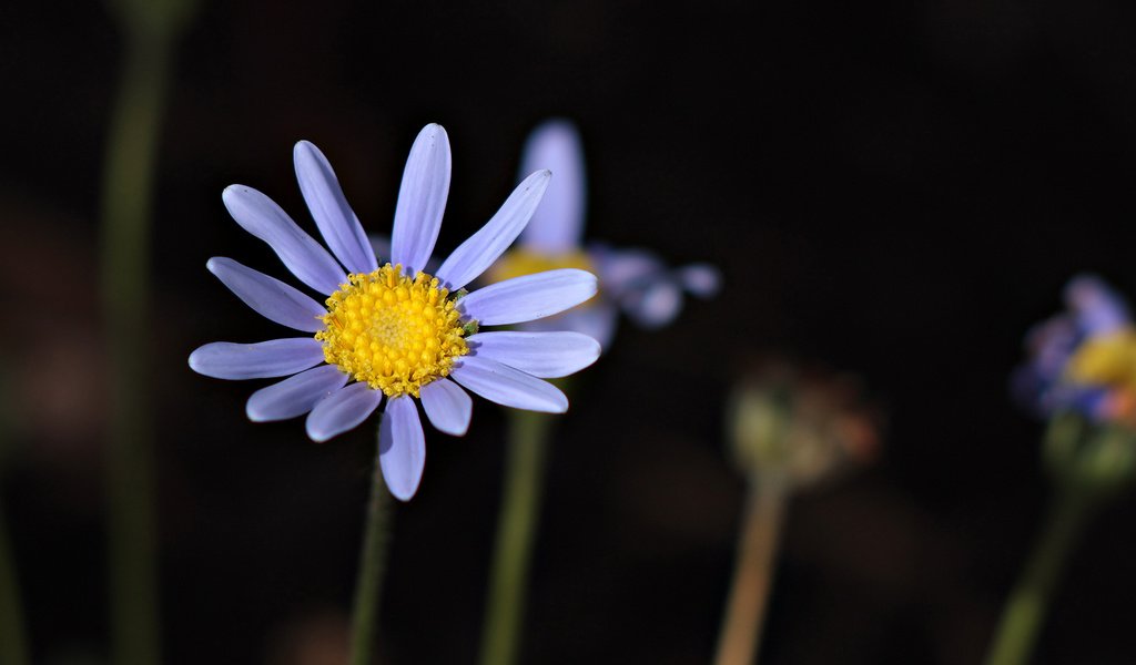 Обои цветок, стебель, сиреневый, полевой, flower, stem, lilac, field разрешение 1920x1080 Загрузить