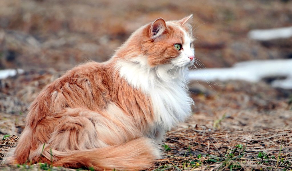 Обои природа, фон, кот, кошка, пушистый, зеленые глаза, рыжий кот, рыже-белый, nature, background, cat, fluffy, green eyes, red cat, red-white разрешение 2560x1600 Загрузить