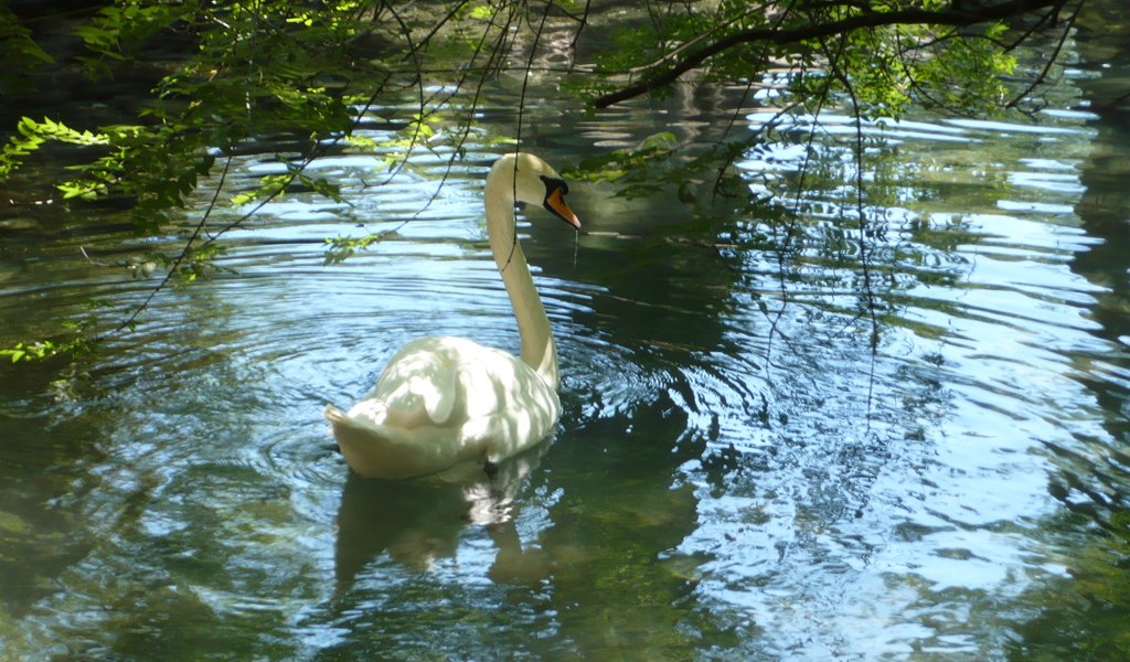 Обои пруд, лебедь, pond, swan разрешение 3072x2048 Загрузить