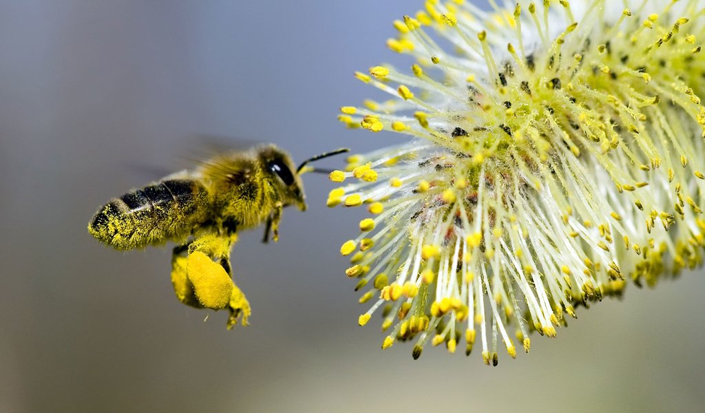 Обои макро, насекомые, пчела, нектар, верба, опыление, macro, insects, bee, nectar, verba, pollination разрешение 1920x1200 Загрузить