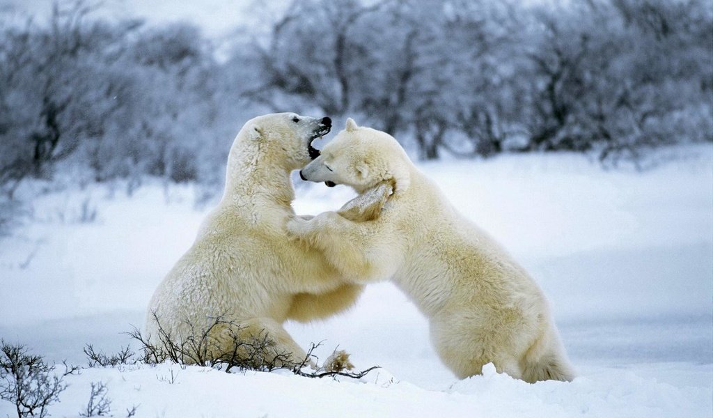 Обои снег, лес, зима, белые, медведи, белые медведи, snow, forest, winter, white, bears, polar bears разрешение 1920x1200 Загрузить