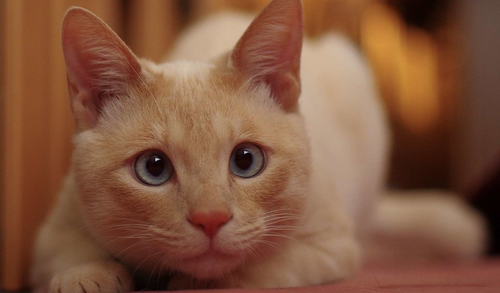 Обои глаза, кот, кошка, смотрит, белый кот, eyes, cat, looks, white cat разрешение 1920x1200 Загрузить