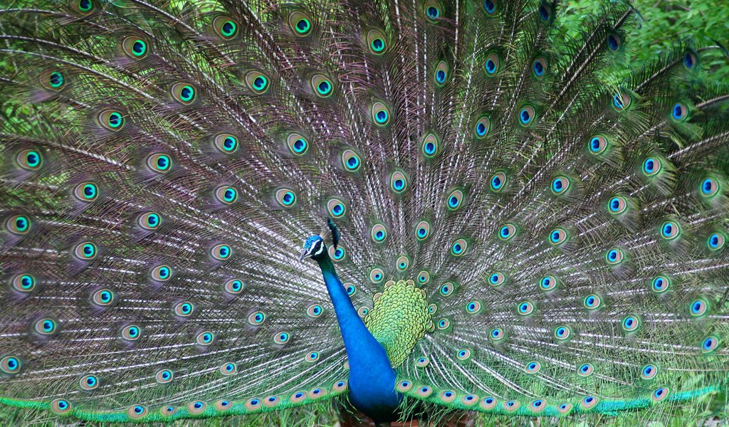 Обои птица, павлин, перья, красивый, хвост, bird, peacock, feathers, beautiful, tail разрешение 1920x1200 Загрузить