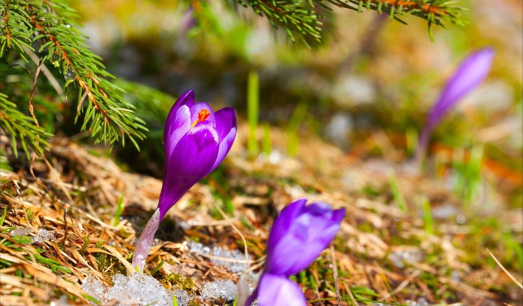 Обои цветы, трава, снег, хвоя, ель, сухая, первоцвет, крокус, flowers, grass, snow, needles, spruce, dry, primrose, krokus разрешение 2880x1800 Загрузить