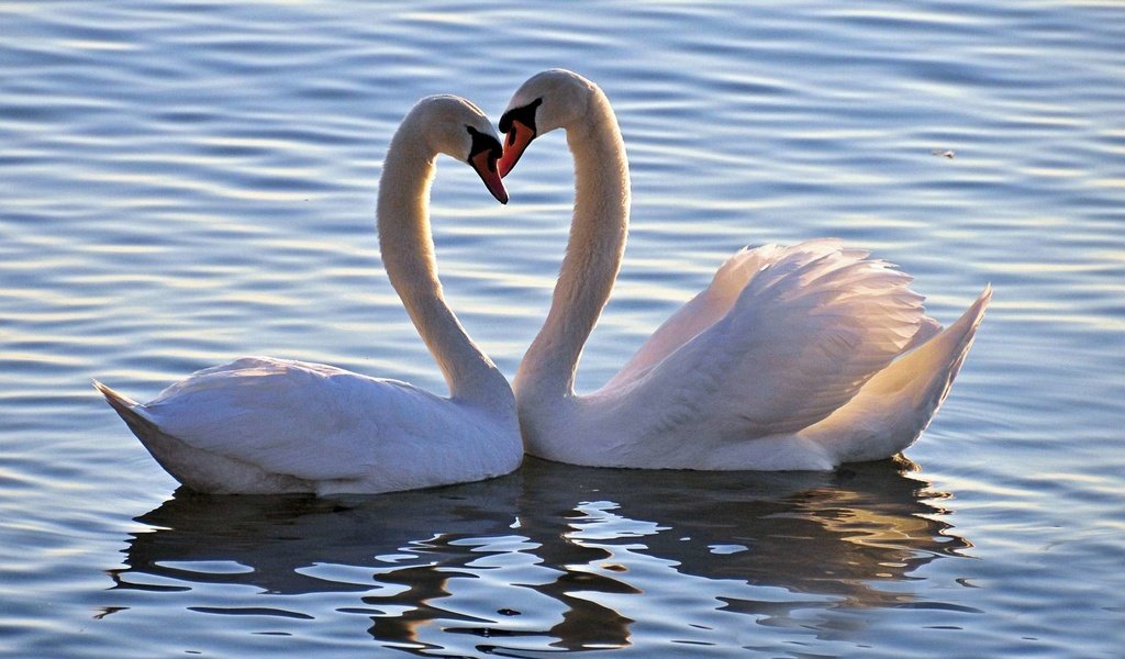 Обои озеро, птица, любовь, белые, лебеди, лебедь, lake, bird, love, white, swans, swan разрешение 1920x1200 Загрузить