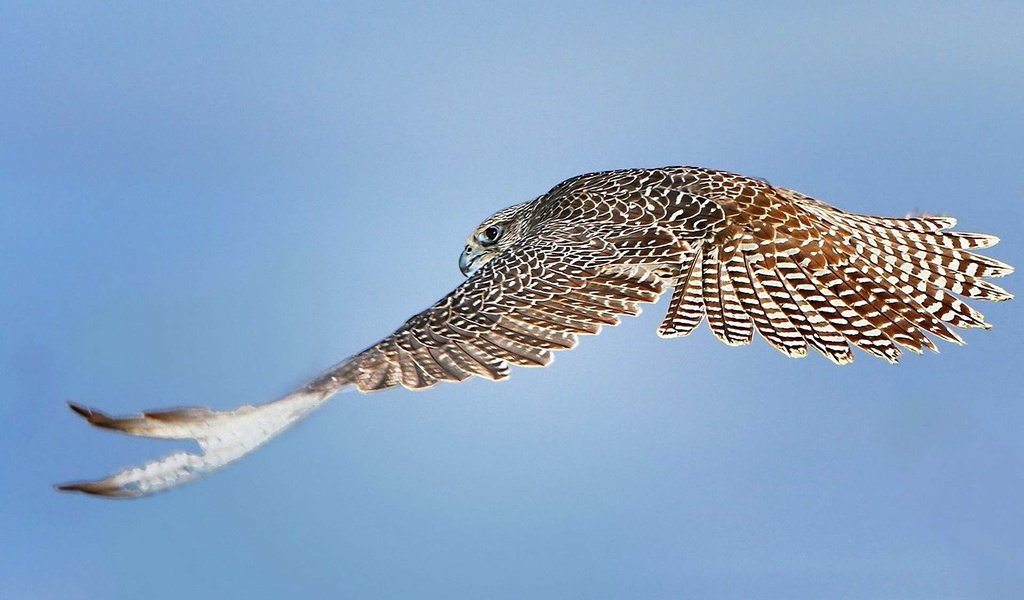 Обои небо, полет, крылья, птица, сокол, ястреб, the sky, flight, wings, bird, falcon, hawk разрешение 1920x1200 Загрузить