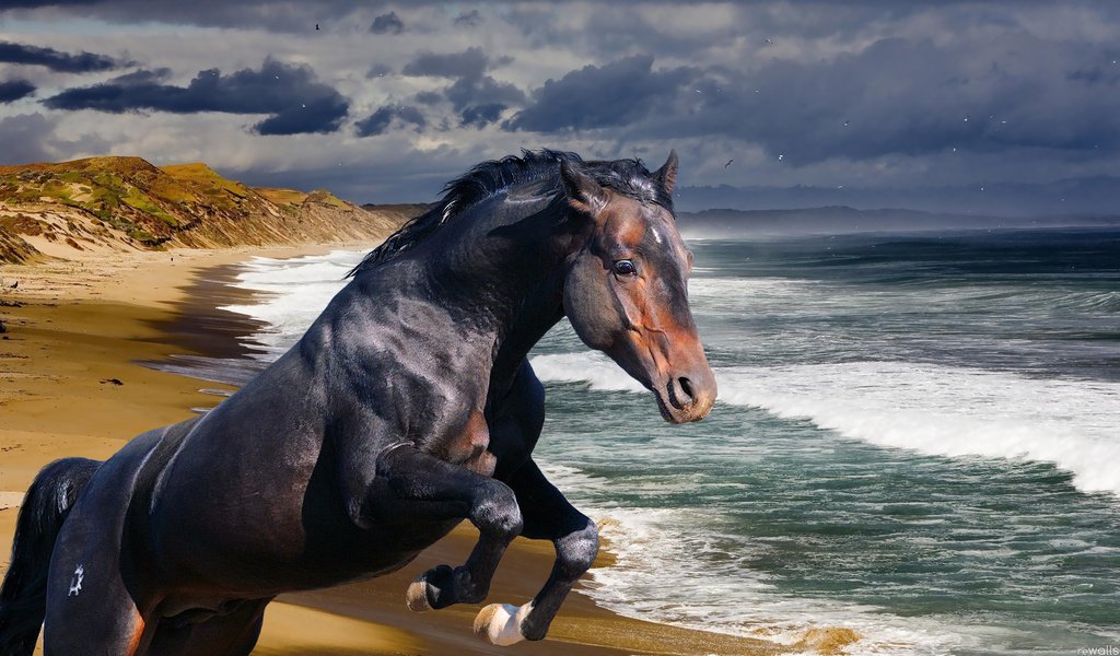 Обои лошадь, берег, волны, море, океан, конь, жеребец, horse, shore, wave, sea, the ocean, stallion разрешение 1920x1080 Загрузить