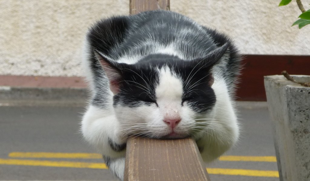 Обои кот, кошка, спит, чёрно-белый, домашнее животное, cat, sleeping, black and white, pet разрешение 1920x1080 Загрузить
