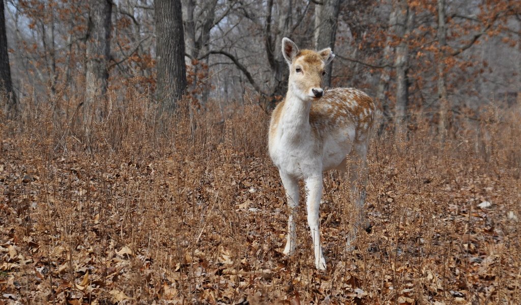 Обои природа, лес, олень, осень, nature, forest, deer, autumn разрешение 2560x1600 Загрузить