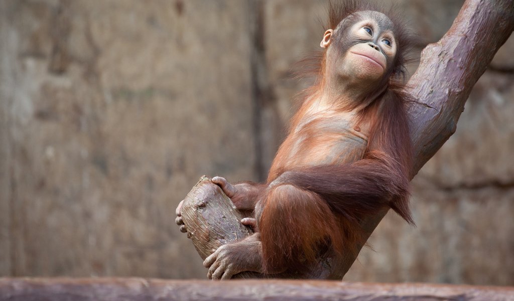 Обои природа, дерево, животные, обезьяна, детеныш, орангутанг на ветке, орангутанг, орангутан, nature, tree, animals, monkey, cub, orangutan on the branch, orangutan разрешение 1920x1200 Загрузить
