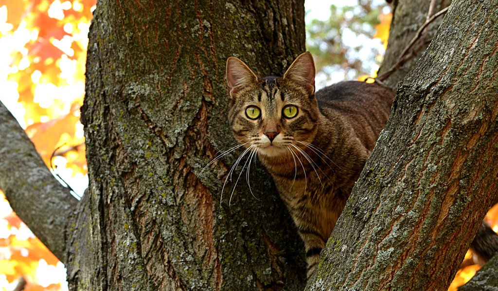 Обои дерево, кот, ветви, кошка, осень, ствол, котэ, глазища, tree, cat, branch, autumn, trunk, kote, eyes разрешение 1920x1200 Загрузить