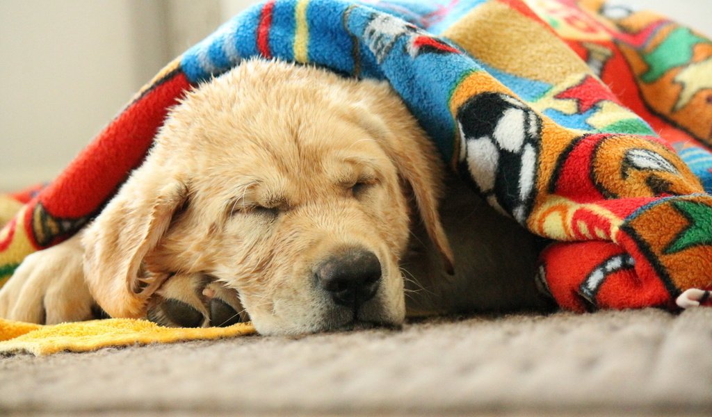 Обои морда, сон, собака, спит, одеяло, лабрадор, face, sleep, dog, sleeping, blanket, labrador разрешение 1920x1200 Загрузить