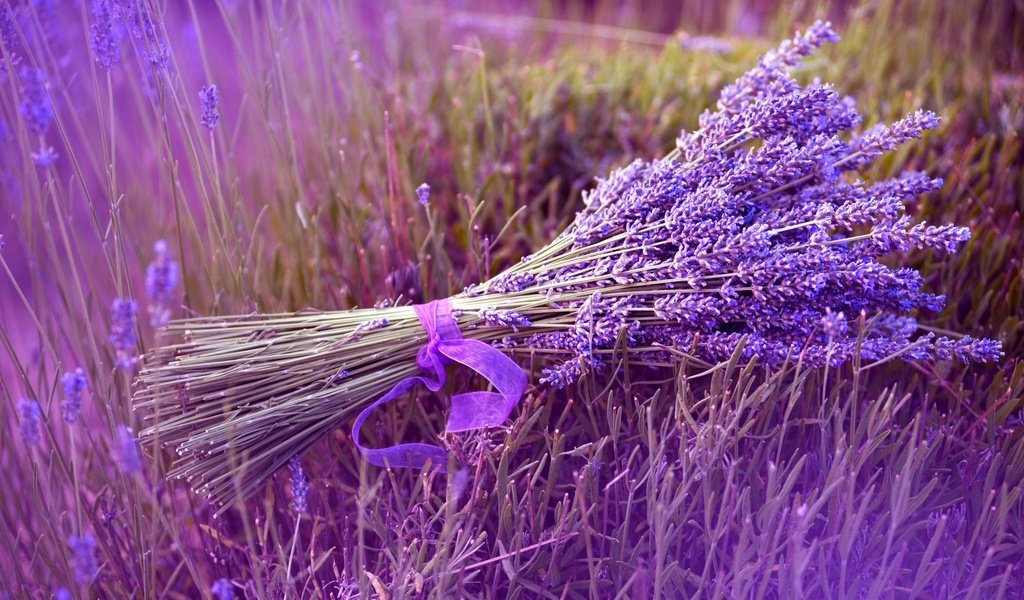 Обои цветы, природа, поле, лаванда, букет, лента, flowers, nature, field, lavender, bouquet, tape разрешение 1920x1200 Загрузить