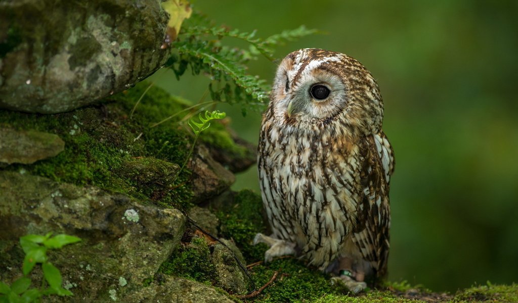 Обои совенок, сова, камни, лес, взгляд, хищник, птица, мох, папоротник, owlet, owl, stones, forest, look, predator, bird, moss, fern разрешение 1920x1200 Загрузить