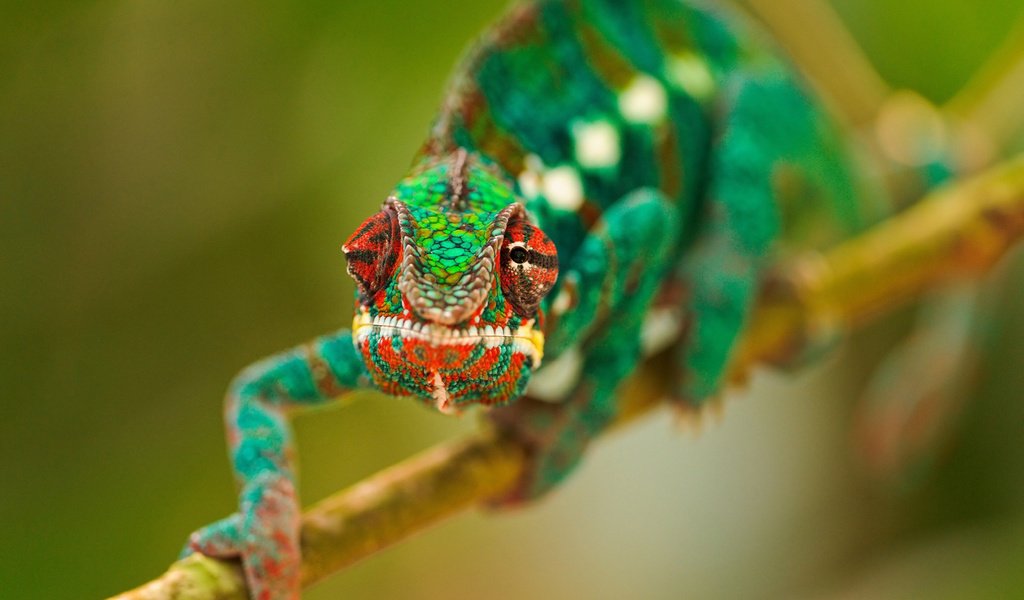 Обои глаза, ветка, макро, разноцветный, ящерица, хамелеон, рептилия, eyes, branch, macro, colorful, lizard, chameleon, reptile разрешение 1920x1200 Загрузить