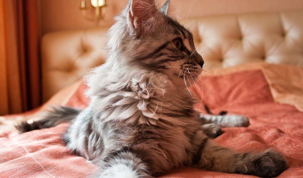 Обои кот, кошка, пушистый, кровать, на, постели, мейн-кун, cat, fluffy, bed, on, maine coon разрешение 2560x1600 Загрузить