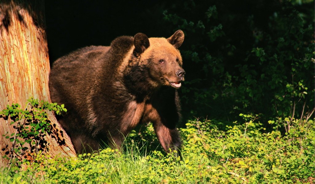 Обои дерево, лес, лето, медведь, бурый медведь, tree, forest, summer, bear, brown bear разрешение 2560x1600 Загрузить