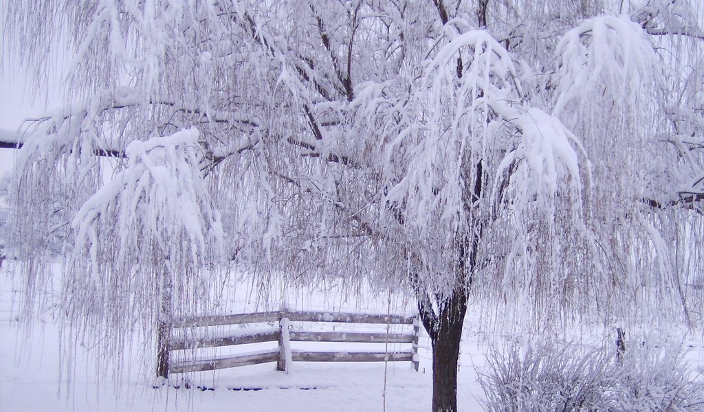 Обои снег, дерево, зима, ветки, мороз, иней, забор, зимний лес, snow, tree, winter, branches, frost, the fence, winter forest разрешение 1920x1200 Загрузить