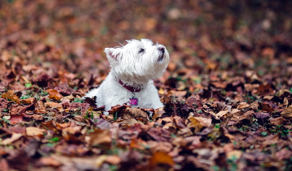 Обои листья, листва, осень, собака, собачка, вест-хайленд-вайт-терьер, leaves, foliage, autumn, dog, the west highland white terrier разрешение 1920x1200 Загрузить