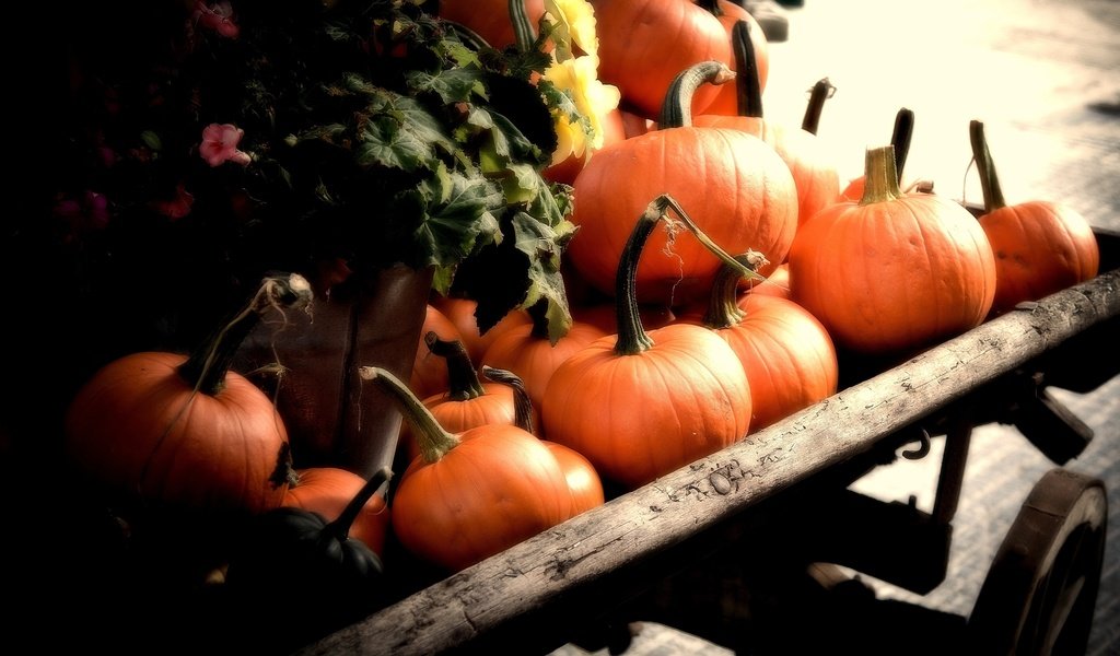 Обои осень, урожай, овощи, тыква, телега, autumn, harvest, vegetables, pumpkin, cart разрешение 2560x1600 Загрузить