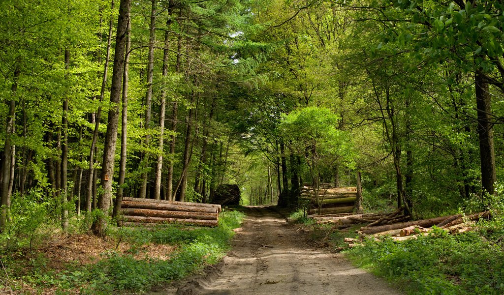 Обои дорога, деревья, зелень, лес, road, trees, greens, forest разрешение 1920x1200 Загрузить