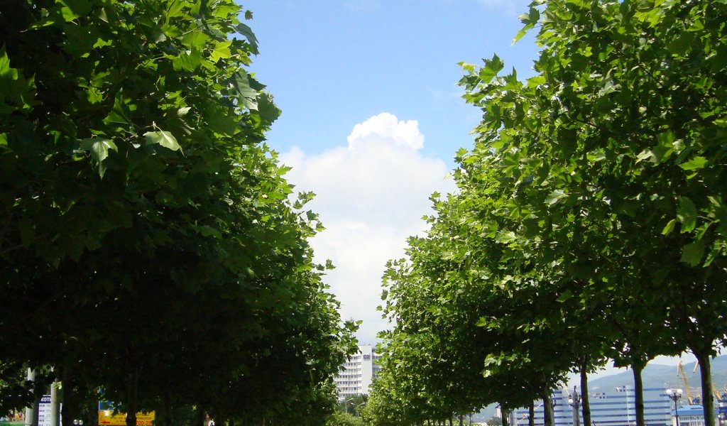 Обои деревья, россия, аллея, новосибирск, trees, russia, alley, novosibirsk разрешение 2448x3264 Загрузить