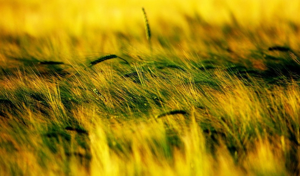 Обои трава, растения, поле, колоски, grass, plants, field, spikelets разрешение 1920x1440 Загрузить