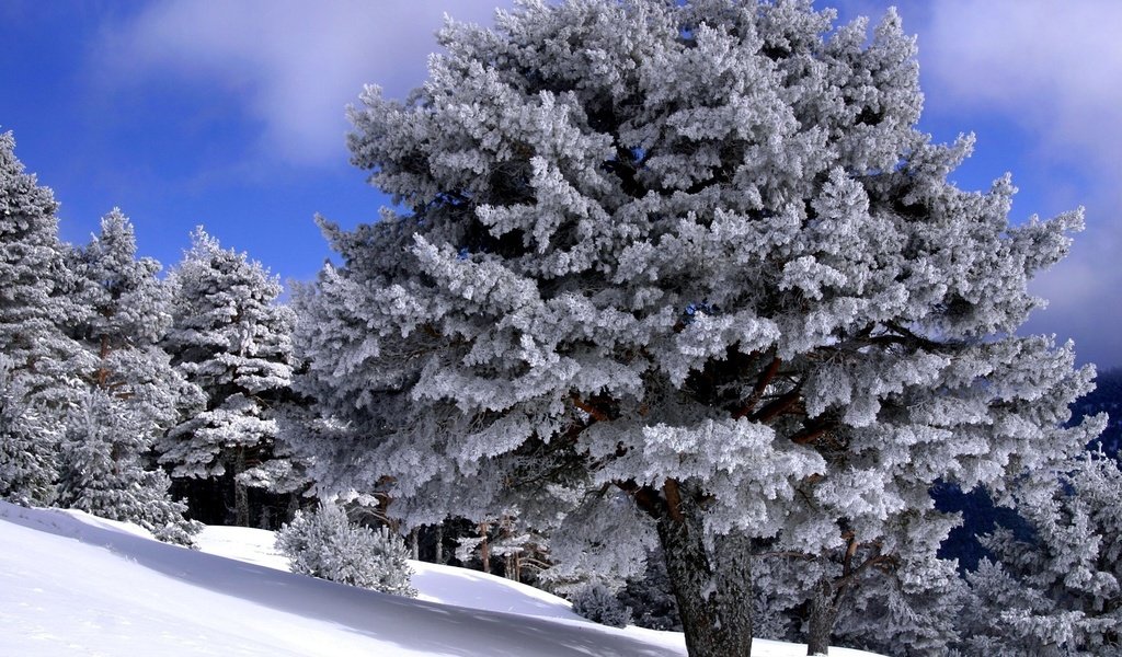 Обои снег, лес, зимний, белоснежно, snow, forest, winter, white разрешение 1920x1440 Загрузить