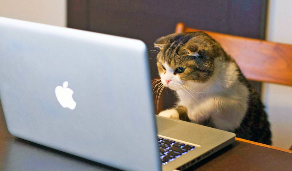 Обои кошка, за ноутбуком, cat, for a laptop разрешение 2100x1399 Загрузить