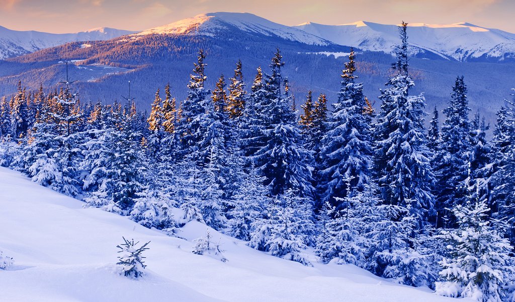 Обои горы, снег, зима, мороз, сосны, ели, зимний лес, mountains, snow, winter, frost, pine, ate, winter forest разрешение 1920x1080 Загрузить