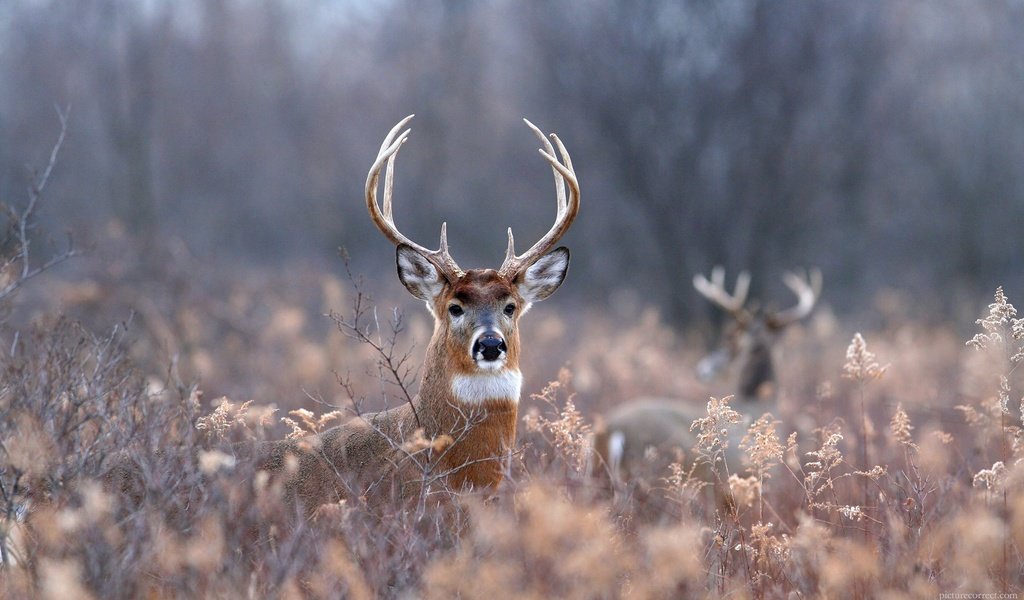 Обои трава, природа, лес, олень, листва, рога, олени, grass, nature, forest, deer, foliage, horns разрешение 1920x1200 Загрузить