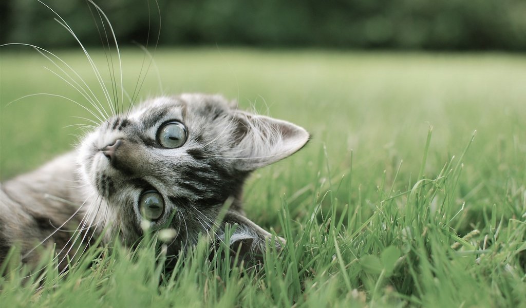 Обои трава, кот, лето, кошка, полосатый, кот на траве, grass, cat, summer, striped, the cat on the grass разрешение 2560x1600 Загрузить