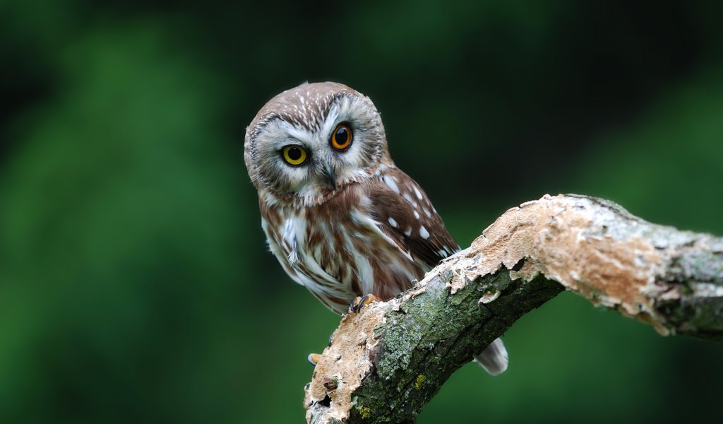 Обои сова, дерево, взгляд, хищник, птица, ствол,   сова, owl, tree, look, predator, bird, trunk разрешение 1920x1200 Загрузить