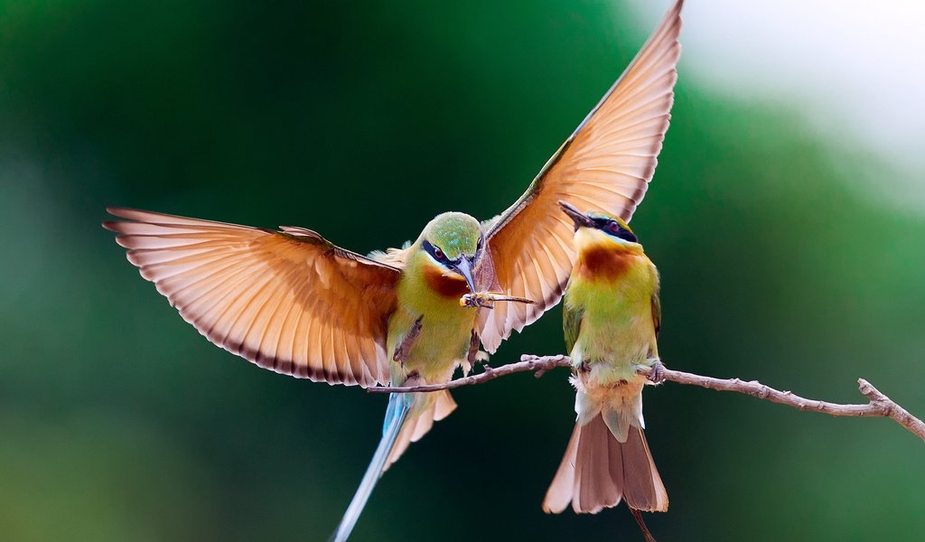 Обои ветка, крылья, птицы, пара, пчелоед, щурка золотистая, branch, wings, birds, pair, peeled, golden bee-eater разрешение 1920x1200 Загрузить