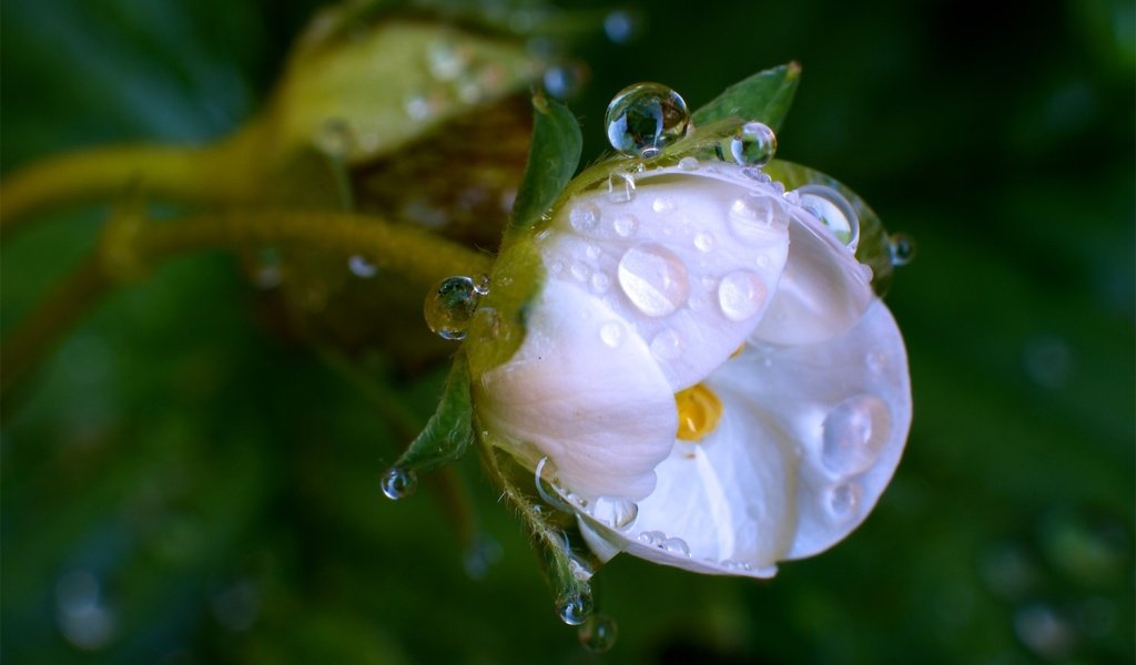 Обои цветение, макро, цветок, роса, капли, белый, весна, flowering, macro, flower, rosa, drops, white, spring разрешение 1920x1200 Загрузить