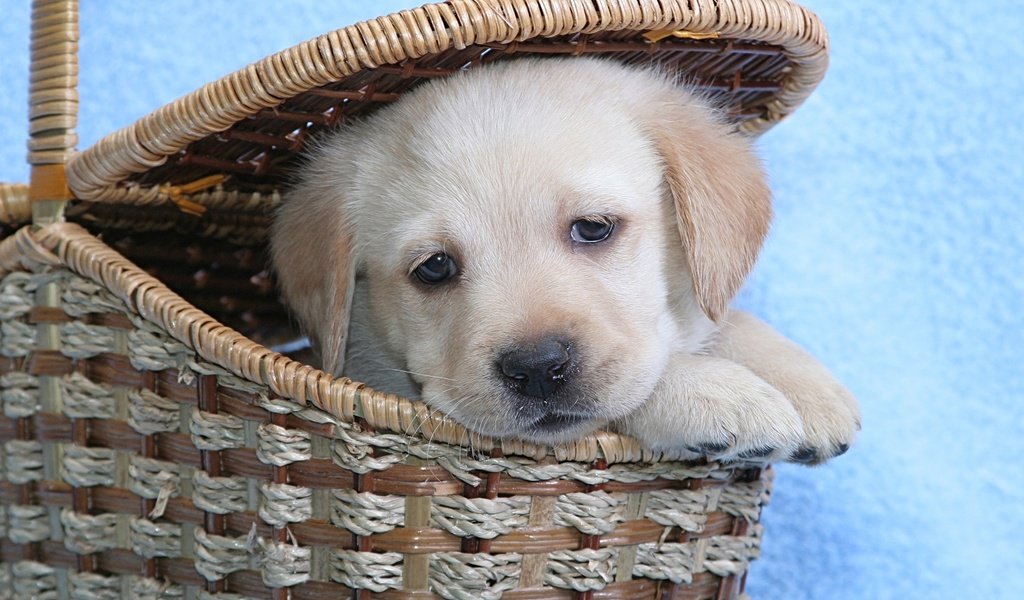 Обои морда, взгляд, собака, щенок, корзина, лабрадор, милый, face, look, dog, puppy, basket, labrador, cute разрешение 2560x1600 Загрузить