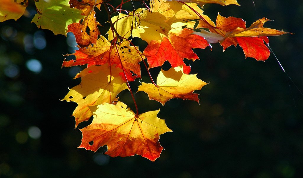 Обои свет, листья, клен, кленовый лист, сухой, осенние листья, light, leaves, maple, maple leaf, dry, autumn leaves разрешение 1920x1200 Загрузить