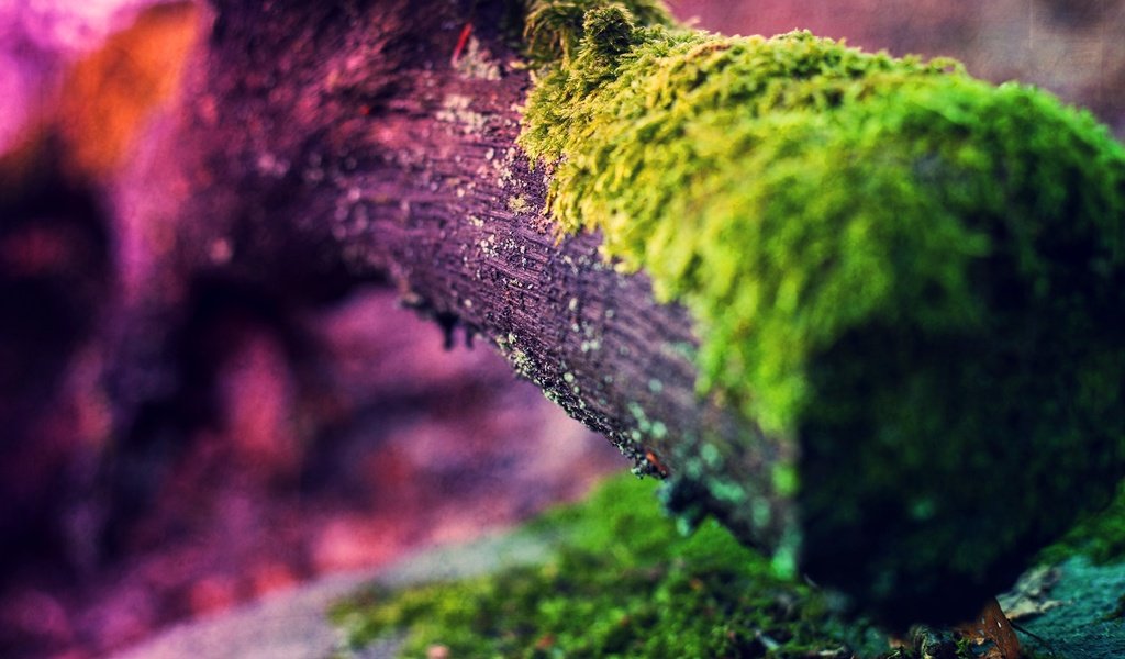 Обои свет, природа, дерево, макро, цвет, мох, ствол, light, nature, tree, macro, color, moss, trunk разрешение 1920x1080 Загрузить