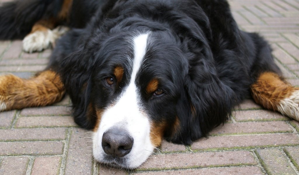 Обои морда, взгляд, собака, лежит, бернский зенненхунд, face, look, dog, lies, bernese mountain dog разрешение 1920x1080 Загрузить