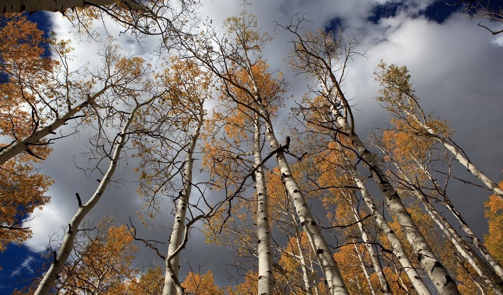 Обои небо, облака, лес, березы, осень, the sky, clouds, forest, birch, autumn разрешение 2560x1600 Загрузить