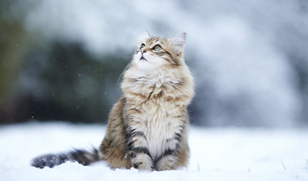 Обои снег, зима, кот, кошка, взгляд, пушистый, улица, snow, winter, cat, look, fluffy, street разрешение 2048x1365 Загрузить