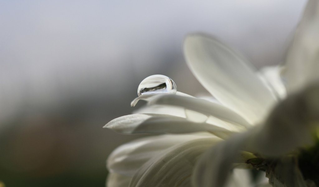 Обои макро, цветок, капли, лепестки, белый, cvety, kaplya, леспестки, macro, flower, drops, petals, white, lepestki разрешение 3750x2500 Загрузить