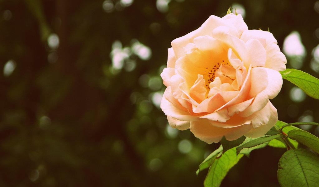 Обои роза, лепестки, бутон, fon, cvetok, listya, buton, roza, zelen, bliki, леспестки, rose, petals, bud, lepestki разрешение 2640x1691 Загрузить