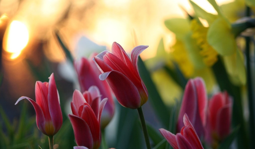Обои цветы, тюльпаны, крупный план, нарциссы, cvety, tyulpany, priroda, boke, розмытость, flowers, tulips, close-up, daffodils, razmytost разрешение 2592x1677 Загрузить