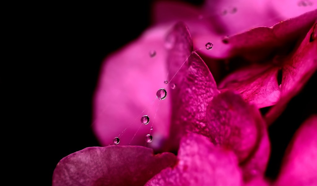 Обои вода, макро, капли, лепестки, паутинка, water, macro, drops, petals, gossamer разрешение 1920x1440 Загрузить